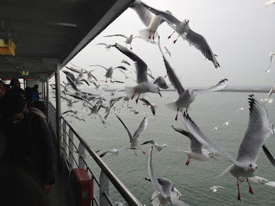Seagulls flying past the ferry