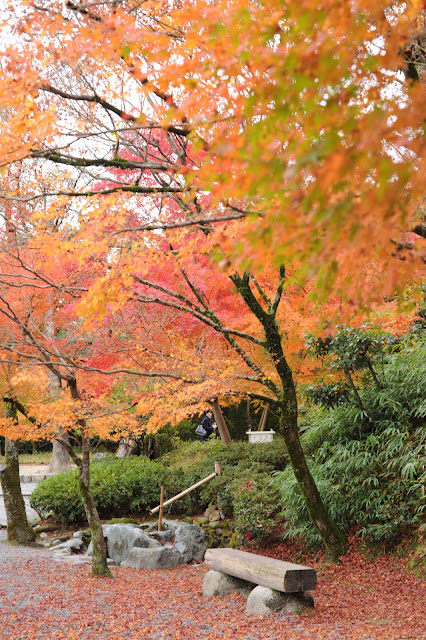紅葉 宇治 平等院 3