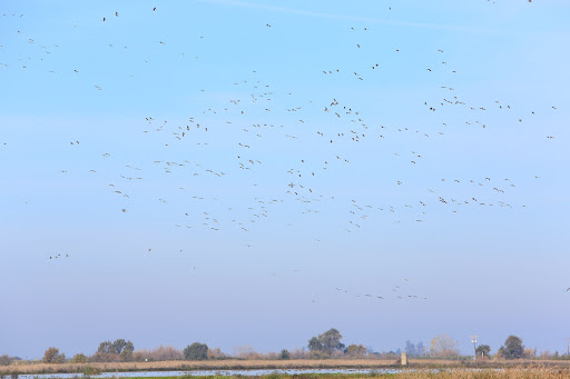 Nature Preserve «Cosumnes River Preserve», reviews and photos, 13501 Franklin Blvd, Galt, CA 95632, USA