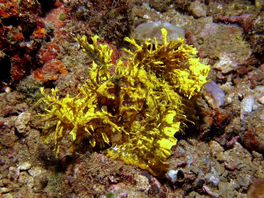 110620%252520Red%252520Rock%252520Anilao11.JPG