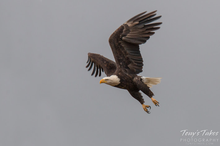 Bald Eagle takes flight sequence. 5 of 7.
