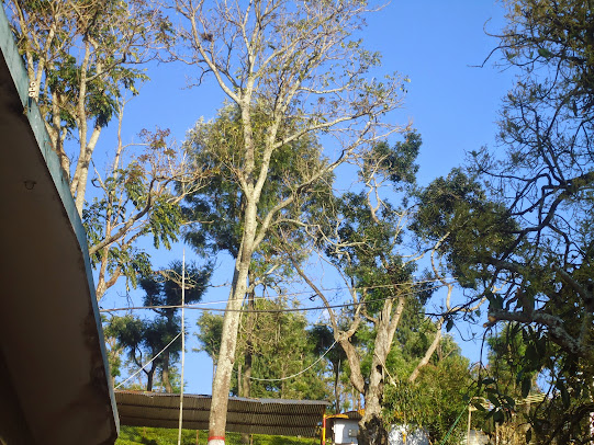 Tea Tree