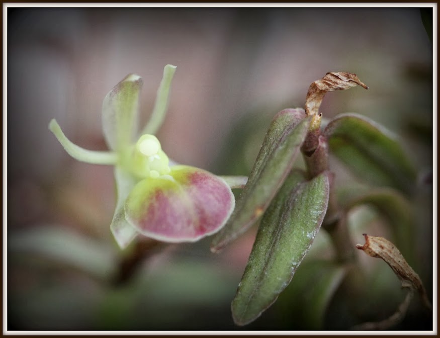 Epidendrum (Nanodes) porpax IMG_8364