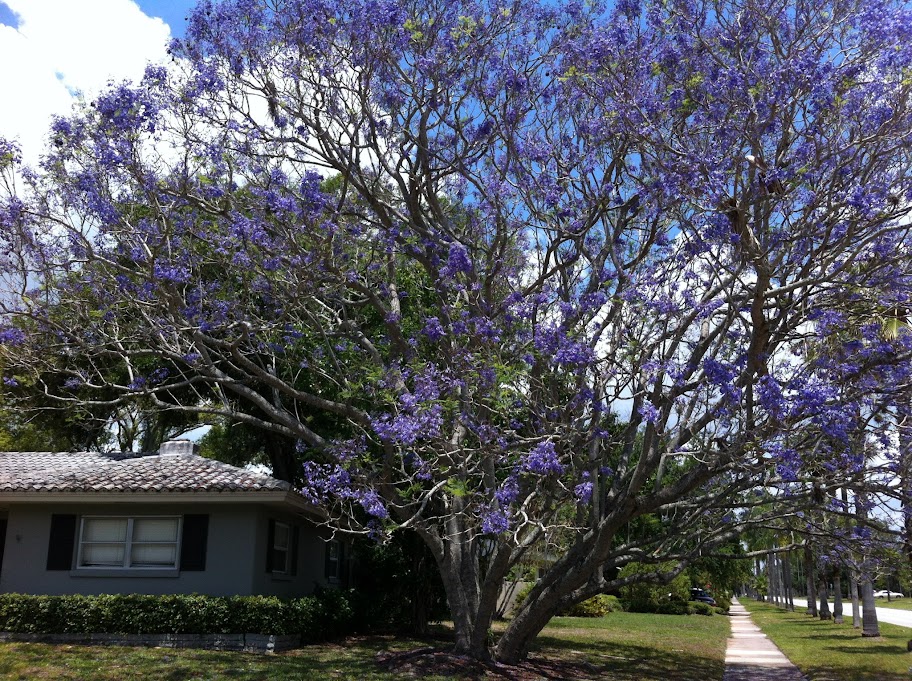 Belleair Florida home jacaranda tree