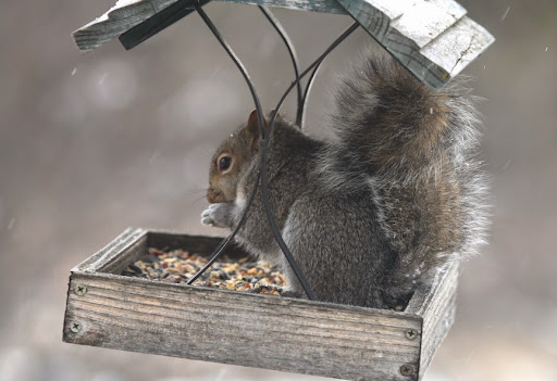 IMG_2437squirrel-2014-12-4-09-04.jpg