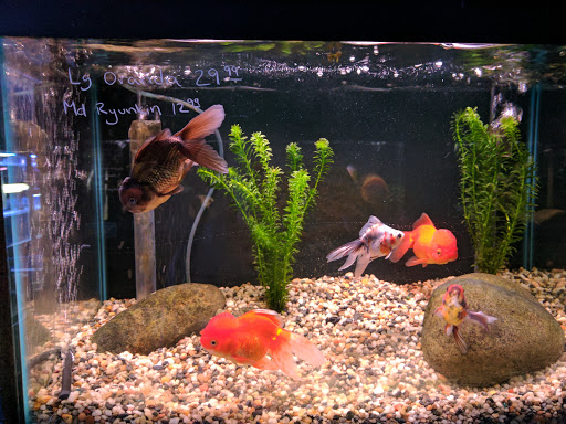 Pond Fish Supplier «Ultimate Aquarium Inc», reviews and photos, 2625 S El Camino Real, San Mateo, CA 94403, USA