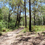 Int of Sid Pulsford walking trail and rest area trail (236783)