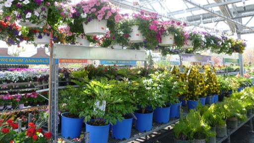 Green Glades Plant Nursery, Warsan 3 - Dubai - United Arab Emirates, Landscaper, state Dubai