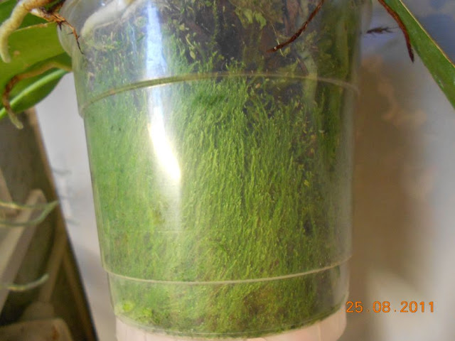 Зеленый мох на стенках кашпо DSCN0716