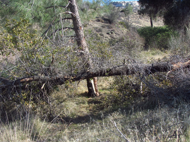 oak trunk high over the trail