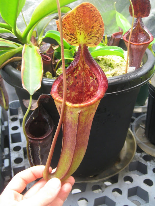 Nepenthes 2012 IMG_1504