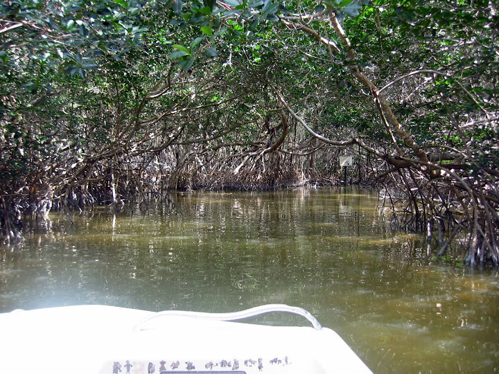 Into the Mangroves