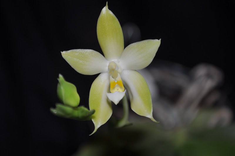 Phalaenopsis x valentinii alba x Phalaenopsis bellina alba DSC_0022