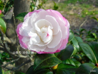 山茶花 ｓａｚａｎｋａ Sasanqua 椿 山茶花
