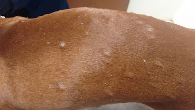 Photos of Veterinary Clinic Doggis