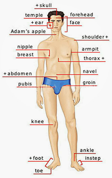 Parts Of Mans Body 5