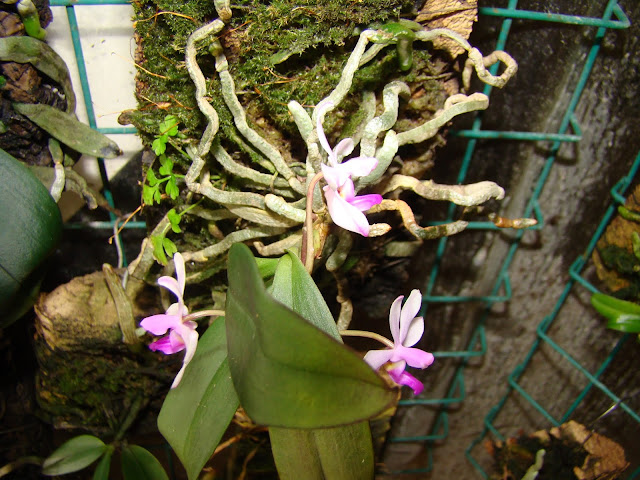 Phalaenopsis wilsonii DSC08838