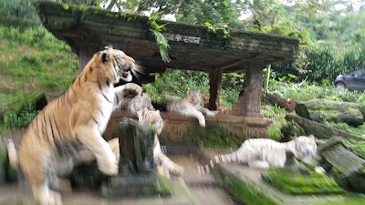 Photos of Taman Safari Indonesia
