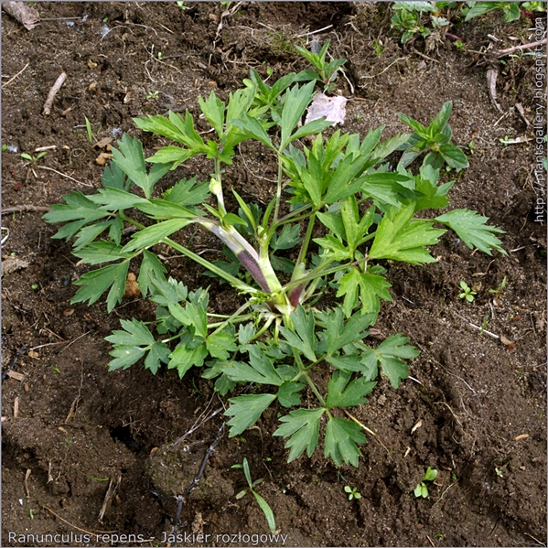 Ranunculus repens - Jaskier rozłogowy pokrój młodej rośliny