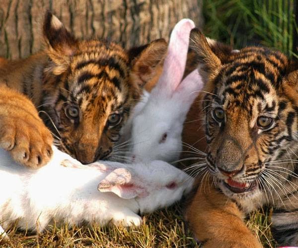 Rabbits play with tiger cubs at a theme park in Sanya, in south China's Hainan province November 6, 2006. The artificially bred tiger cubs get along well with rabbits, which generates tremendous interest among visitors, China Daily reported.