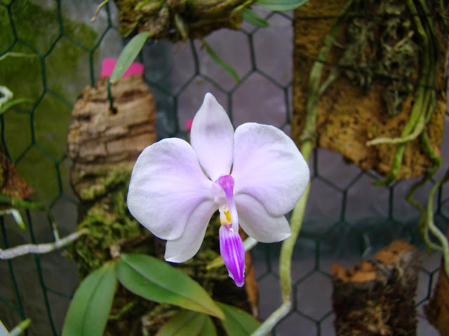 Phalaenopsis lowii DSC02993
