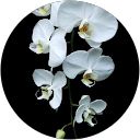 Image Google de Nathalie Tignieres