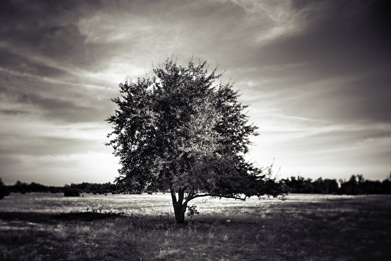 drzewo3.jpg