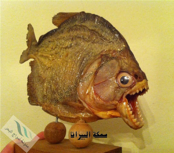 سمكة البيرانا IMG_0051