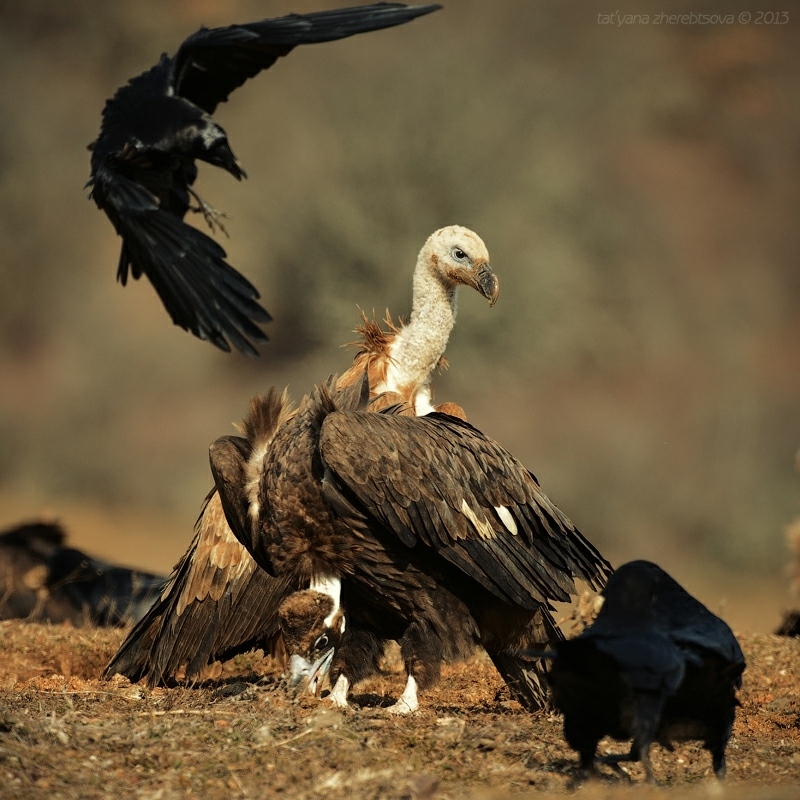wildlife.crimea.ua