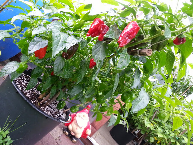 20140809_133752.jpg