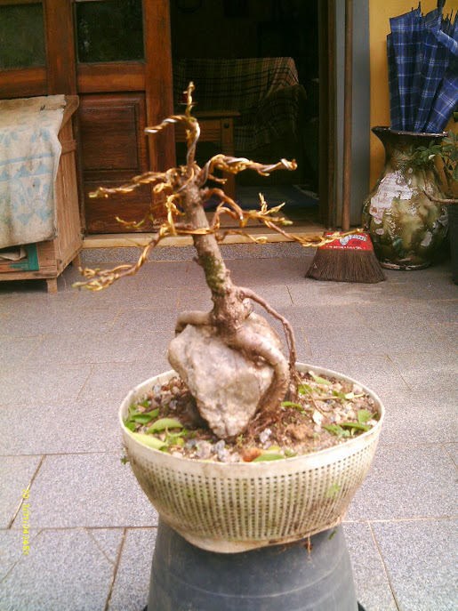 Ficus Microcarpa , Raiz sobre pedra... IMAG0107