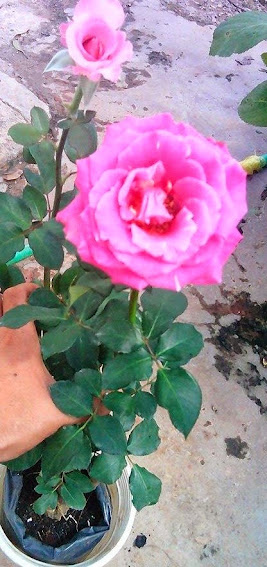 Chuyên bán các loại hoa hồng leo, hồng đứng đủ màu, cây hương thảo, hoa lạ đẹp - 11