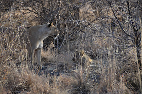 Wildlife Photos of Lionesses