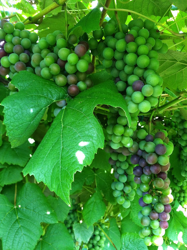 Image principale de DelMonaco Winery & Vineyards