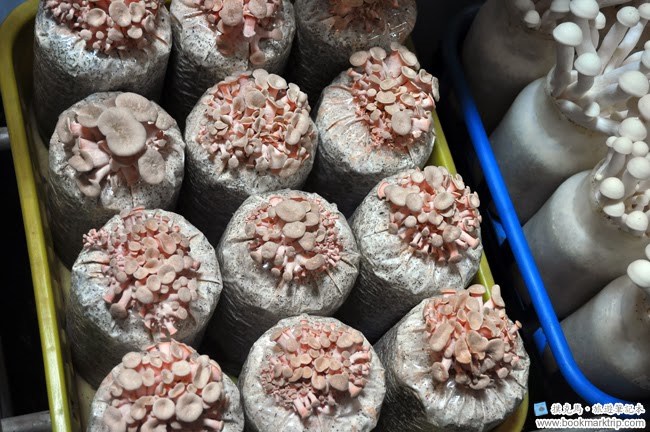 魔菇部落生態休閒農場粉紅玻瑰菇