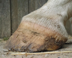 Barefoot Horse Blog: Bull nosed hooves