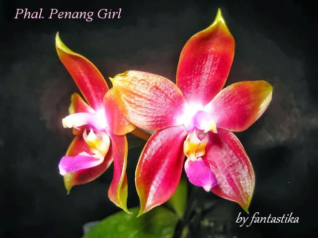 Phalaenopsis Penang Girl Penang%2520Girl%2520%25283%2529