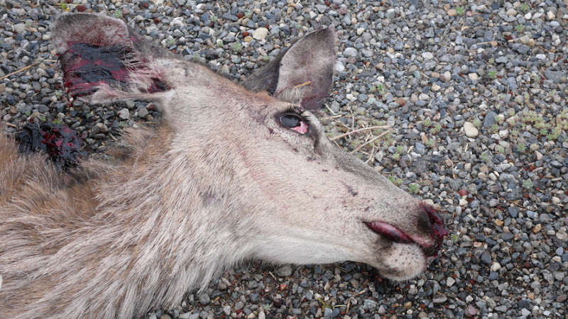 DEER