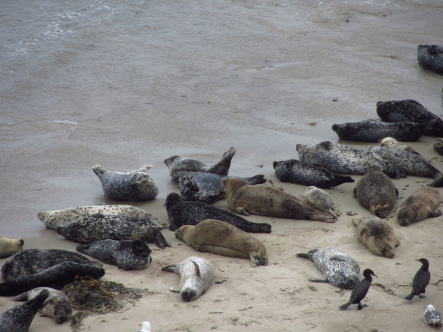 harbor seals on the beach