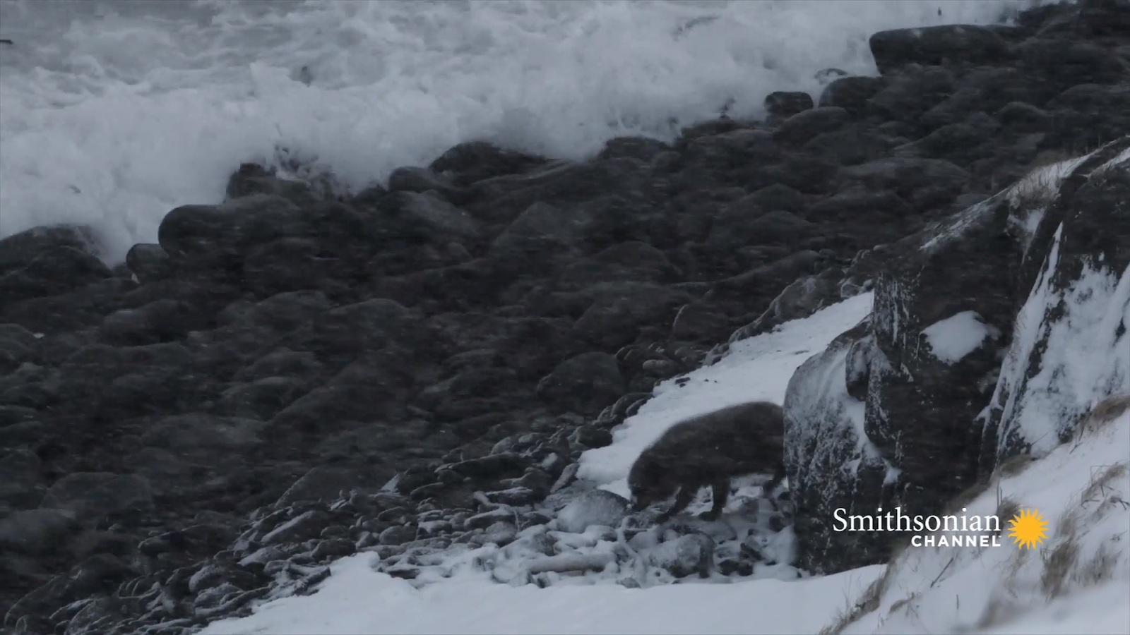 Cặp đôi cáo tuyết Bắc Cực hội ngộ trong cơn bão tuyết: Những hình ảnh làm lay động lòng người - Ảnh 2.