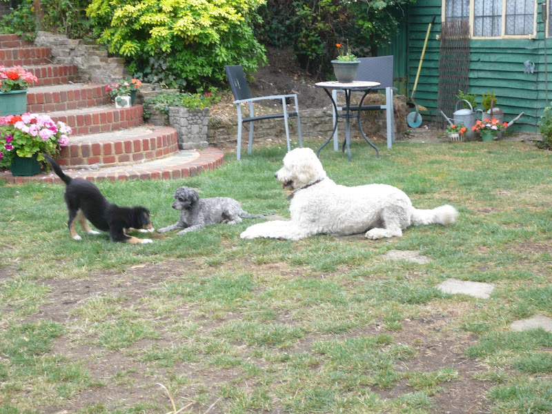 Dog Goes Poo Every Hours Dog Goes Poo Every Hours