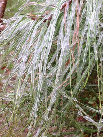 icy pine needles