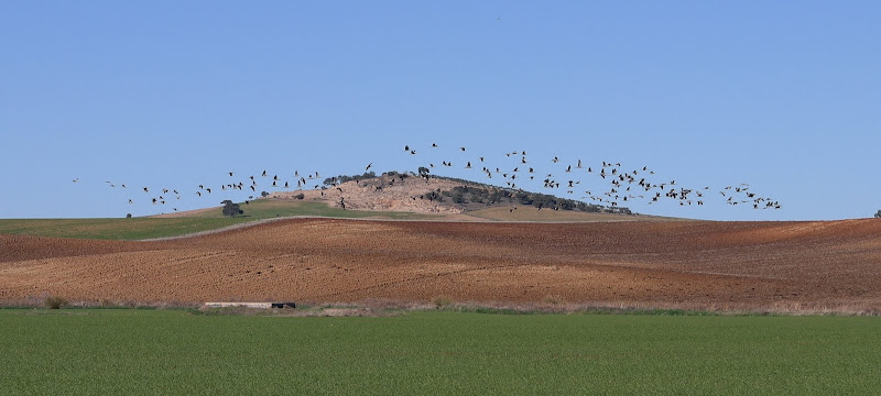 Ruta Ornitológica Invernal por la Campiña Sur de Extremadura, Animales-España (4)