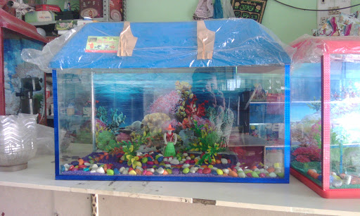 Modern Fish & Aquarium Shop, Near Bharat Sewa Trust, Pilibhit Road, Koharapeer, Bareilly, Uttar Pradesh, India, Pet_Shop, state UP