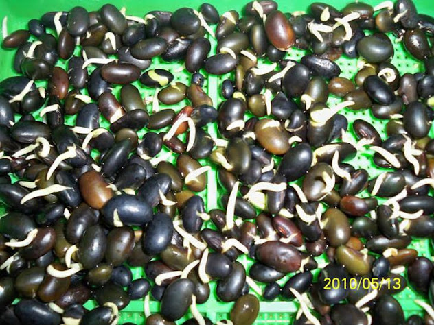  黑豆 台灣黑豆 青仁黑豆 台灣青仁黑豆 有機黑豆芽 有機發芽黑豆 有機催芽黑豆