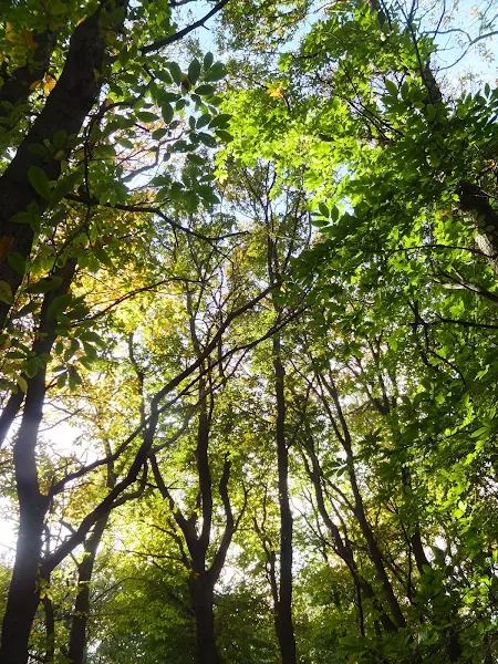 Mardley Heath woodland