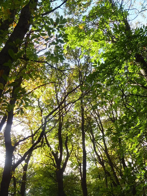 Mardley Heath woodland