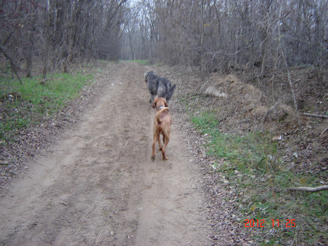 Vizsla12.11.24..jpg