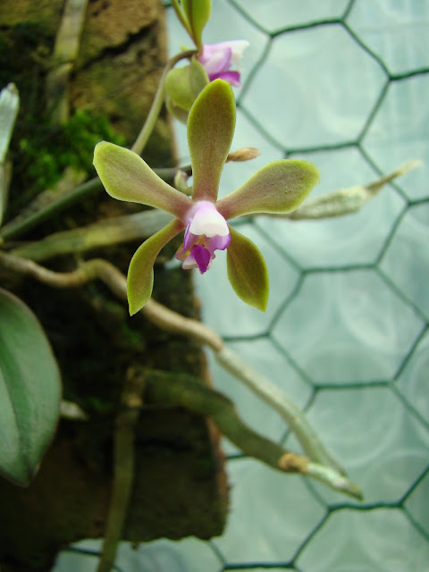 Phalaenopsis braceana n°1 DSC09357