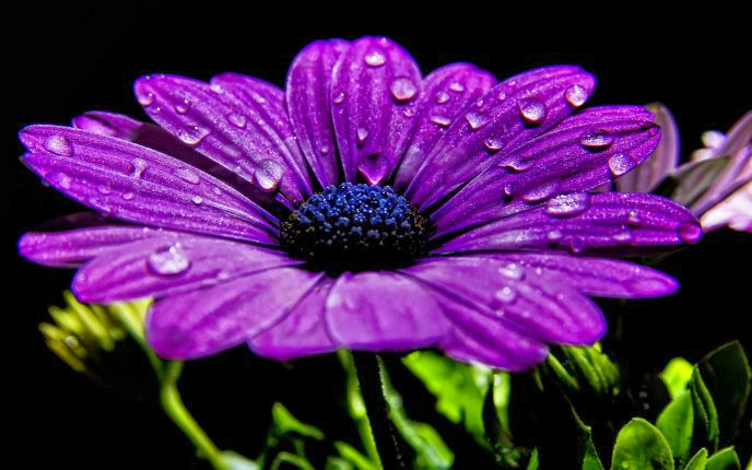 Votre image à vous (Période du 11/01/14 au 11/08/14) - Page 31 5183_Pure-purple-flower-drops-of-water